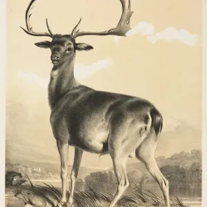 Fallow Deer. Creator: William Barraud (British, 1810-1850); Henry Barraud (British
