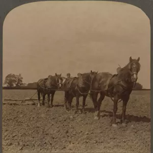 Farming in England - Harrowing the Land, 1909. Creator: Unknown