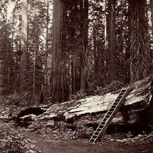 Father of the Forest, 1865-66, printed ca. 1876. Creator: Carleton Emmons Watkins