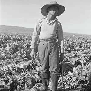 Filipino boy of a labor gang cutting cauliflower near Santa Maria, California, 1937. Creator: Dorothea Lange
