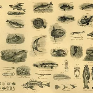 Fishes, c1910. Creator: Unknown
