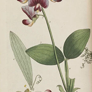 Flora rustica, 1792. Creator: Martyn, Thomas (1735-1825)