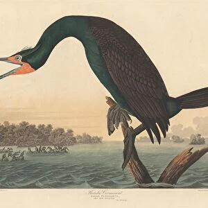 Florida Cormorant, 1835. Creator: Robert Havell