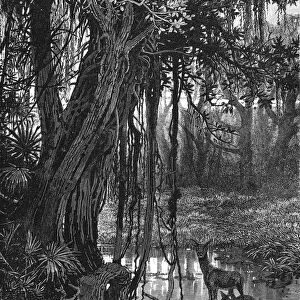 Florida Everglades, USA, c1885