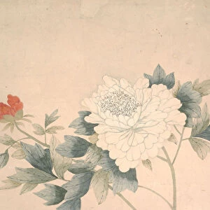 Flower Study, 17th century. Creator: Yun Bing