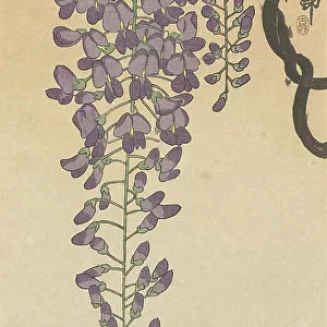 Flowering wisteria. Creator: Ohara, Koson (1877-1945)