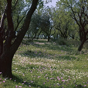 Flowers and olive trees in April in Phocis