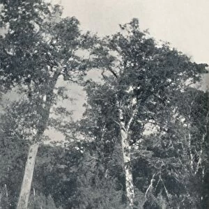 A Forest of Antarctic Beech at Temuco, 1911