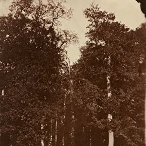 Forest at Saint-Cloud, 1859-1860. Creator: Louis-Remy Robert