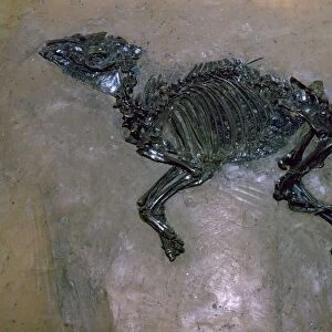 Fossil Horse