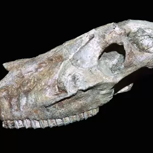 Fossil skull of a primitive horse
