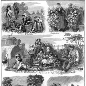 Fruit gatherers, 1899