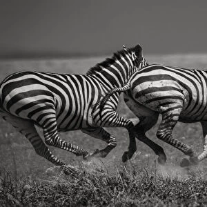 Galloping Zebras. Creator: Viet Chu
