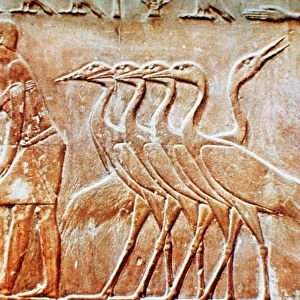 Geese, wall relief from the Tomb of Ptahhotep, Saqqara, Egypt, 24th century BC