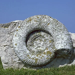 Giant fossil ammonite