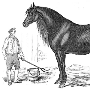The giant horse exhibited at Southampton, 1844. Creator: Unknown