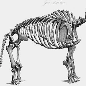Giant mastodon skeleton, 1830