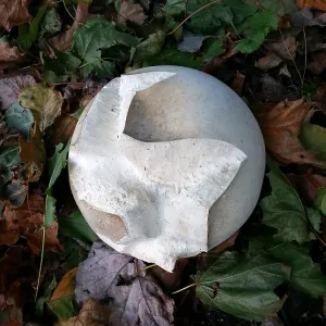 Giant Puff Ball. Creator: Tom Artin
