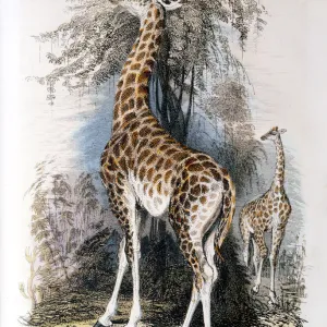 Giraffe browsing on a tree, 1836