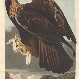 Golden Eagle, 1833. Creator: Robert Havell