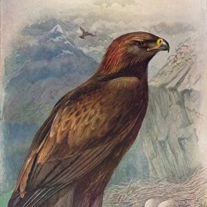 Golden Eagle - A quila chrysa etus, c1910, (1910). Artist: George James Rankin