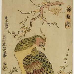 Golden Pheasant (Kinkeicho), c. 1720 / 25. Creator: Okumura Masanobu