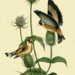 Goldfinches, 1863, (1942). Creator: John Gould