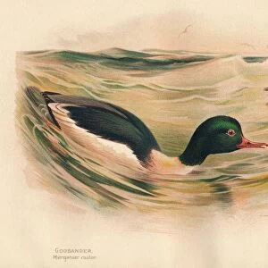 Goosander (Merganser castor), Harlequin Duck (Cosmonetta histrionica), 1900, (1900). Artist: Charles Whymper