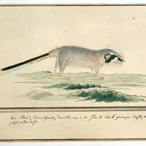 Graphiurus ocularis (Spectacled dormouse), 1777-1786. Creator: Robert Jacob Gordon