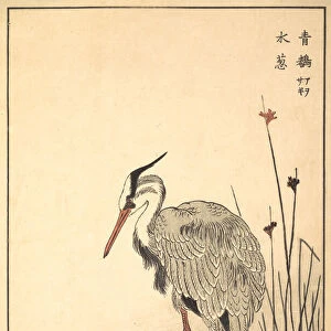Gray Heron (Aosagi) and Mizu-aoi Plant, 1857. Creator: Unknown