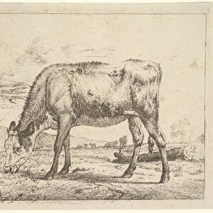 Grazing Calf, from Different Animals, 1658. Creator: Adriaen van de Velde