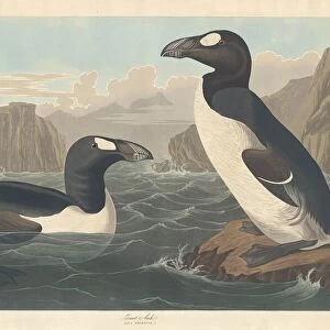 Great Auk, 1836. Creator: Robert Havell