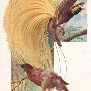Great Birds of Paradise, 1910, (1911). Artist: Louis Fairfax Muckley