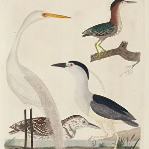 Green Heron, Night Heron, Young Heron, and Great White Heron, published 1808-1814