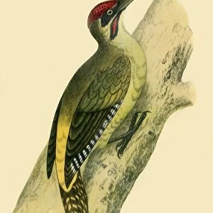 Green Woodpecker, 1852, (1942). Creators: Francis Orpen Morris, Richard Alington