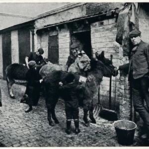 Grooming costers donkeys, London, c1903 (1903)