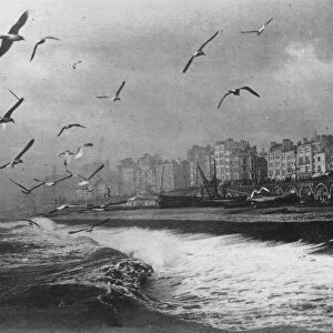 Gulls at Brighton, East Sussex, early 20th century