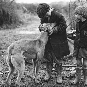 Gypsy boys with dog, Surrey, 1960s