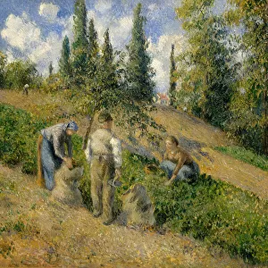 The Harvest, Pontoise (La Recolte, Pontoise), 1881. Creator: Camille Pissarro