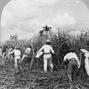Harvesting sugar cane, Rio Pedro, Porto Rico, 1900. Artist: BL Singley