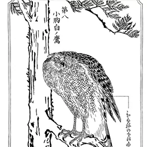 A hawk, 1898. Artist: Kawanabe Kyosai