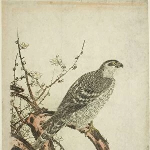 Hawk on a Plum Branch, Japan, c. 1796 / 1804. Creator: Kitagawa Utamaro