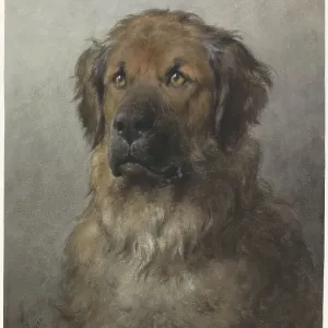 Head of a Leonberger, c.1880-c.1892. Creator: Otto Eerelman