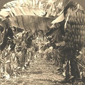 In the Heart of a Banana Plantation, Hawaiian Islands, 1901