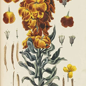 Herbarium Blackwellianum emendatum et auctum, 1754-1773
