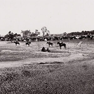 [Herd of Horses]. Brady album, p. 123, 1861-65. Creator: Unknown
