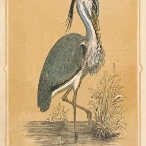 The Heron, (Ardeidae), c1850, (1856)