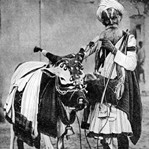 Hindu cow with sacred cow, India, 1936
