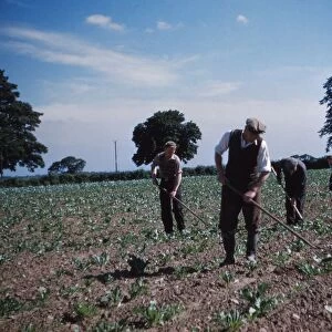 Hoeing Root Crops, England, c1960. Artist: CM Dixon