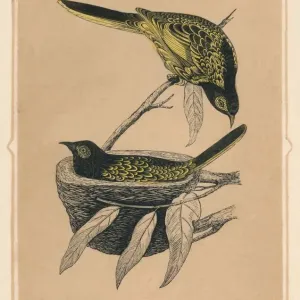 Honey-Eater, (Meliphagidae), c1850, (1856)